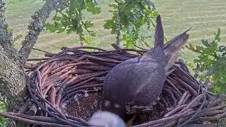 #falcon Cam4#45 Review baby birds in the nest - Dad and mother brings food to feed their chicks