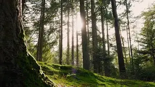 Forest Sleep Music 🎵 Healing & Insomnia Relief🎧