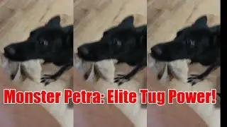 K9 King&rsquo;s Petra: 8-Month-Old German Shepherd Monster Shows Elite Tug Skills!