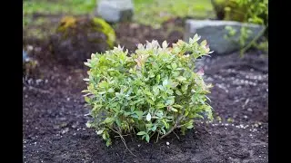 Sick Northern Highbush Blueberry - High soil pH leads to yellow leaves