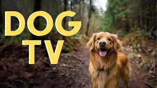 DOG TV For Dogs To Watch: 16 Hours of Nature Hike🌲 With Relaxing Music!
