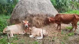 নতুন খামারের জন্য গরু কিনে আনলাম।। Babu Madbar 100।। #dailyvlog #cow #agro 