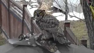 GREAT HORNED OWL EATING ITS  PREY......lakeshoreparadise b@b