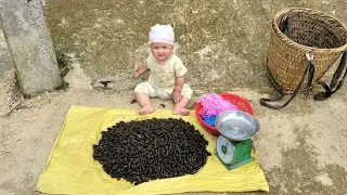A single father and son collect stream snails and sell them for a living | Nông Thôn