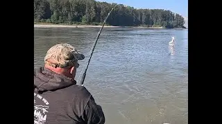 Sturgeon Fishing the Fraser River