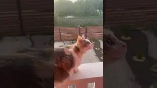 КОШКИ НА БАЛКОНЕ 🤩СОБРАНИЕ КОШЕК 😻#family #vlog #puppy #cat #love