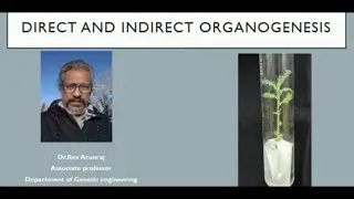 Direct and indirect organogenesis | Dr. D Rex Arunraj | Genetic Engineering | SRM