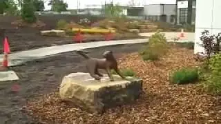 Installation of Gwen Murrill's bronze sculptures at Veterinary Medicine