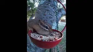 At Least The Cardinal Gets To Eat Before The Chipmunk Steals Everything 