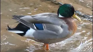 Canard Colvert au printemps