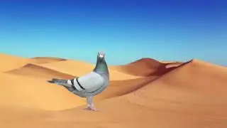 Desert Pigeon