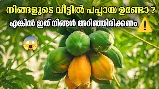 പപ്പായ തോരൻ കഴിക്കുന്നവർ ഇതറിയാതെ പോകരുത്😱 | Papaya Thoran Malayalam Recipe | Health Benefits Tips