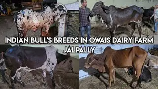 2025 Indian bull's breeds in Owais Dairy farm jalpally Hyderabad | Top Quality deoni Gir & Telangana