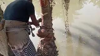 খেজুর গাছ কাটার পরের কাজ.. 