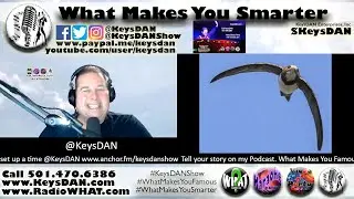 Alpine swifts can remain in flight for 200 days  KeysDAN Show #PODCAST #WhatMakesYouSmarter #KeysDAN