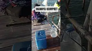 Umpan Lur Strike Ikan seksi Terus #mancing #fishing #ikan #fish #mancingceria #mancingmantap