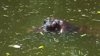 DANGEROUS WILD HIPPOS in Ethiopia kill many people every year !