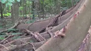 Walk-around the Manning & Wingham Brush