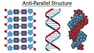 Higher Biology: 1.1 Structure of DNA