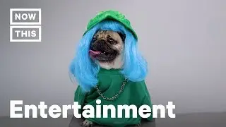 Doug The Pug Dresses Up as Billie Eilish, Lizzo, and More | NowThis