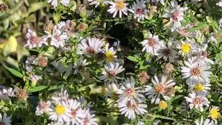 Pollinator Paradise or Aphid eater on Beautiful White Asters