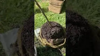 Ordering trees online?? watch this