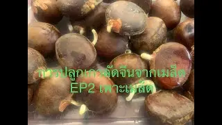 วิธีปลูกเกาลัดจีนจากเมล็ด EP2 เพาะเมล็ด (อัพเดทเทคนิคใหม่ๆ)