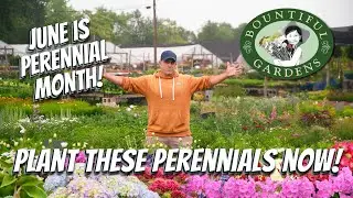 Plant These Perennials NOW! - The BEST Species for Sun, Shade, Deer Resistance, Drought and More!!
