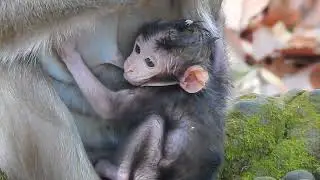 Newborn Enjoys with their regular mom taking care of