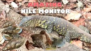 Biggest Nile monitor caught on camera present at jozani Zanzibar
