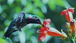 @beautifulbird🐦🐦🐦