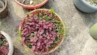 Chhadbagan Ghure Dekha||New Bengali Vlog||
