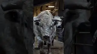 os brutos 😝 #viralvideo #rodeio #toronto #esports #viral #cowboys