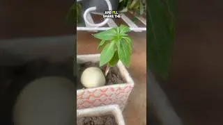 How to grow Balsam flowers in your garden during monsoons..