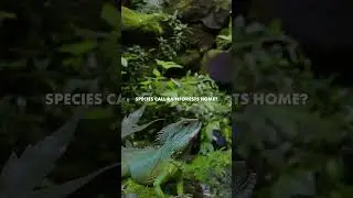 Exploring Rainforests: Nature's Lush Wonderlands