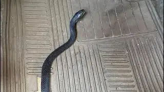 My greatest fear snake in the car  🐍 