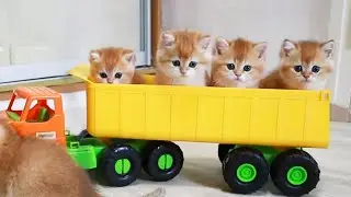 Котята весело катаются на машине 🚗 Тест-драйв от котят