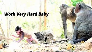 Sweet Baby E-Monkey Try Hard Practicing on the Uneven Ground and He Work Extremely Difficult