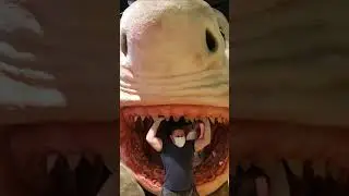 MEGALODON SHARK FULL SIZE #shorts