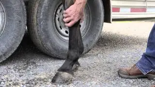 Learn to detect the subtle signs of impending lameness with racehorse trainer Chuck Karlin.