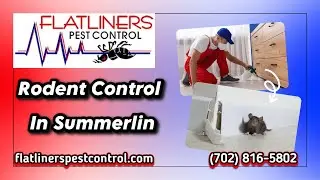 Rodent Control In Summerlin | Flatliners Pest Control Summerlin