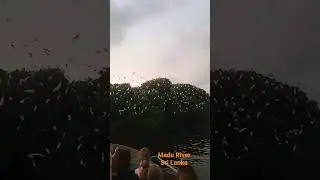 Thousands of birds gathering into their nests in the late evening, in Madu river Sri Lanka.