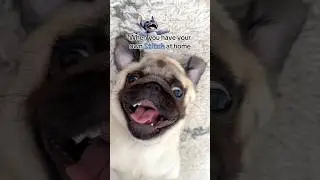 My PUG is my very own live action STITCH! 🤪💙 #pug #dog #funny