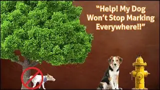 How to Stop Your Dog from Marking Their Territory Obsessively