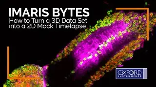 Imaris Bytes | How to Turn a 3D Data Set into a 2D Mock Timelapse