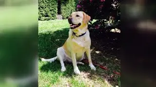 Dog falls off cliff, survives and is barely injured