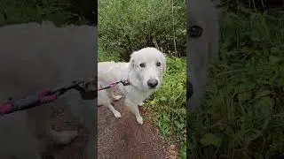 Live like a dog and make everyday count