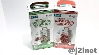 Growing Mushrooms in a Timelapse | j2i.net