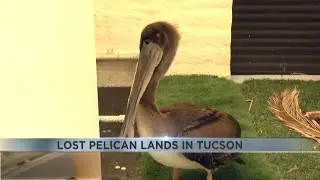 Monsoon winds mislead pelican; Tucson team steps in