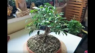 Ficus microcarpa bonsai tree growing on a rock